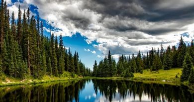 22 Razones para recuperar nuestros Bosques