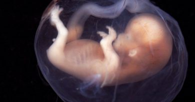 La despenalización del aborto significa dar "licencia para matar"