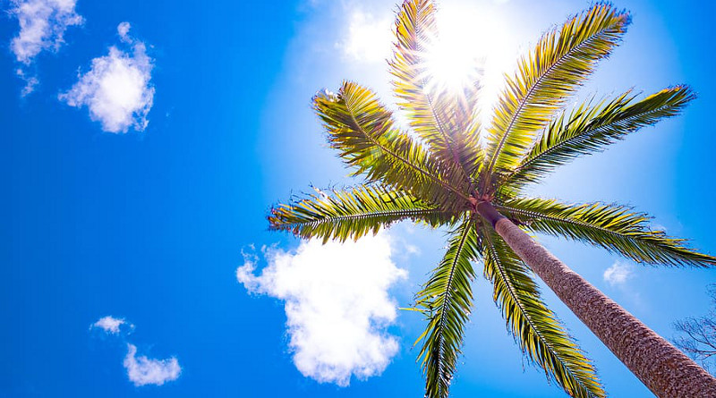 "La Palmera y el Sol", poema de Jesús Galera Lamadrid, con motivo de la "cuarentena" por el coronavirus.