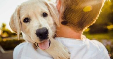 La Ley General de Protección animal terminará por enterrar la buena cultura de la legalidad y cuidado de las mascotas.