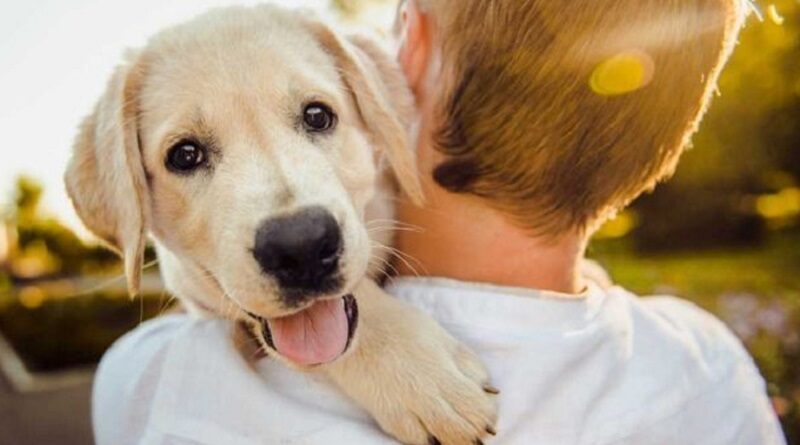 La Ley General de Protección animal terminará por enterrar la buena cultura de la legalidad y cuidado de las mascotas.