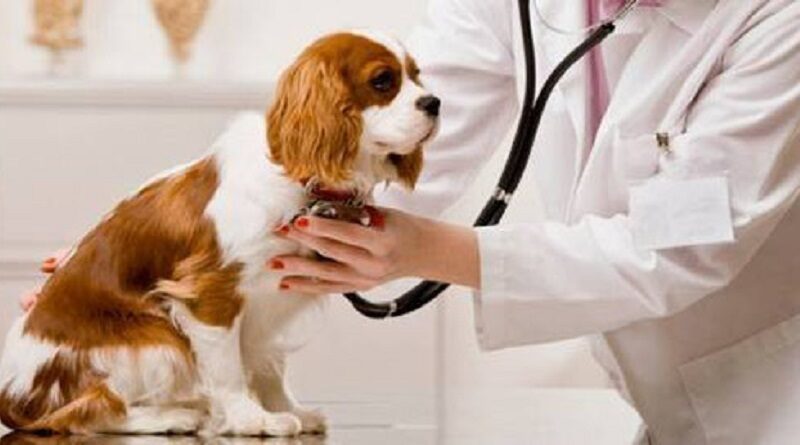 Con la redefinición de “mascota” o “animal de compañía” ningún ejemplar de cualquier especie de fauna silvestre podrá ser utilizado como animal de compañía, advierten líderes de cuatro organizaciones. Esperan que el Senado mexicano revierta los cambios.